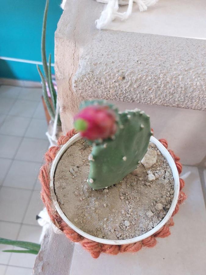Cho Ku Rei Hostal San José del Cabo Εξωτερικό φωτογραφία
