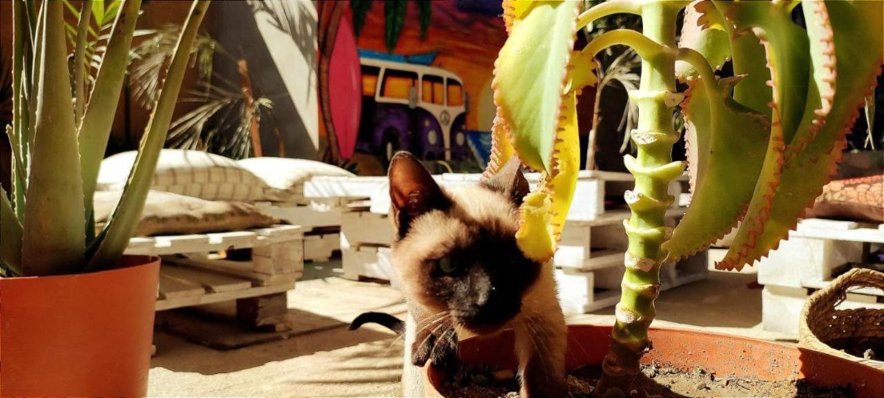 Cho Ku Rei Hostal San José del Cabo Εξωτερικό φωτογραφία